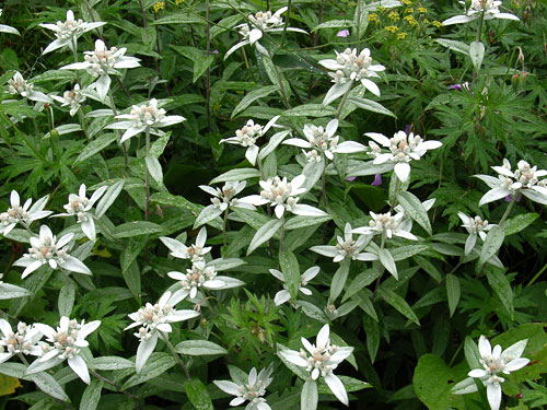 ミネウスユキソウ