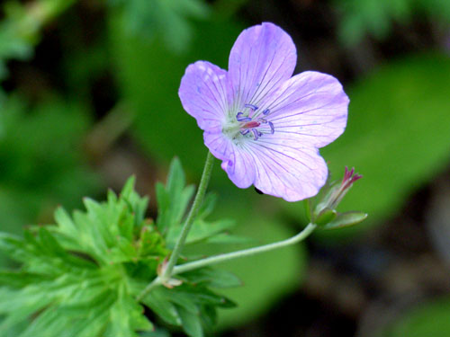 ハクサンフウロ