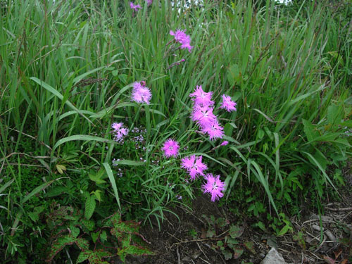 カワラナデシコ