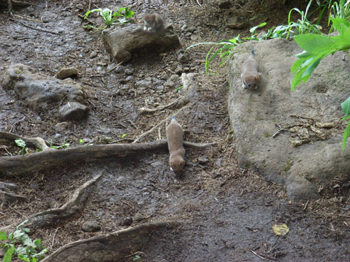 オコジョ三枚写真合成